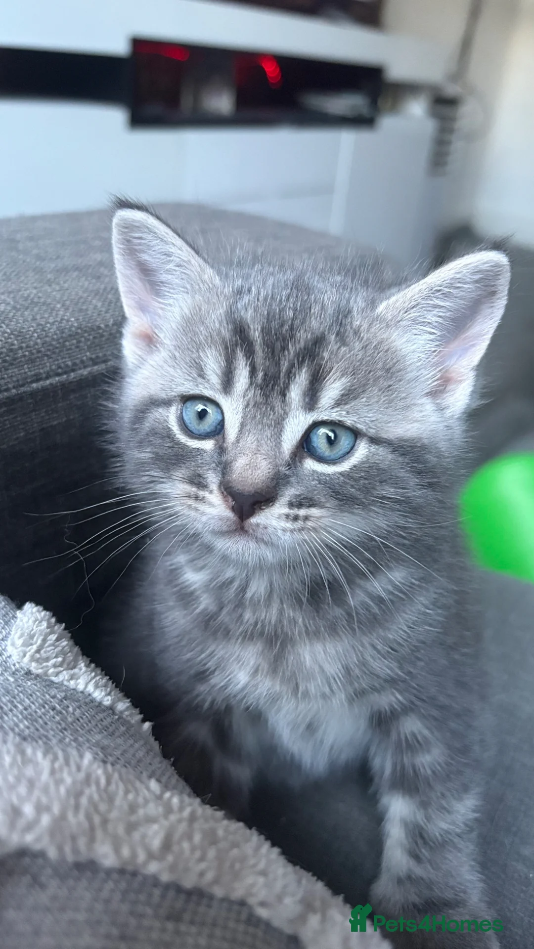 Mixed Breed cats for sale: Burmese  - Advert 2