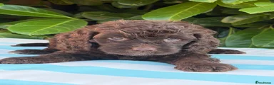 Cockapoo 3