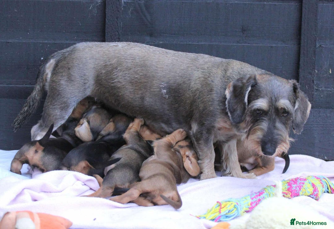 Dachshund dogs for sale: Stunning wired hair mini daxis  - Image 6