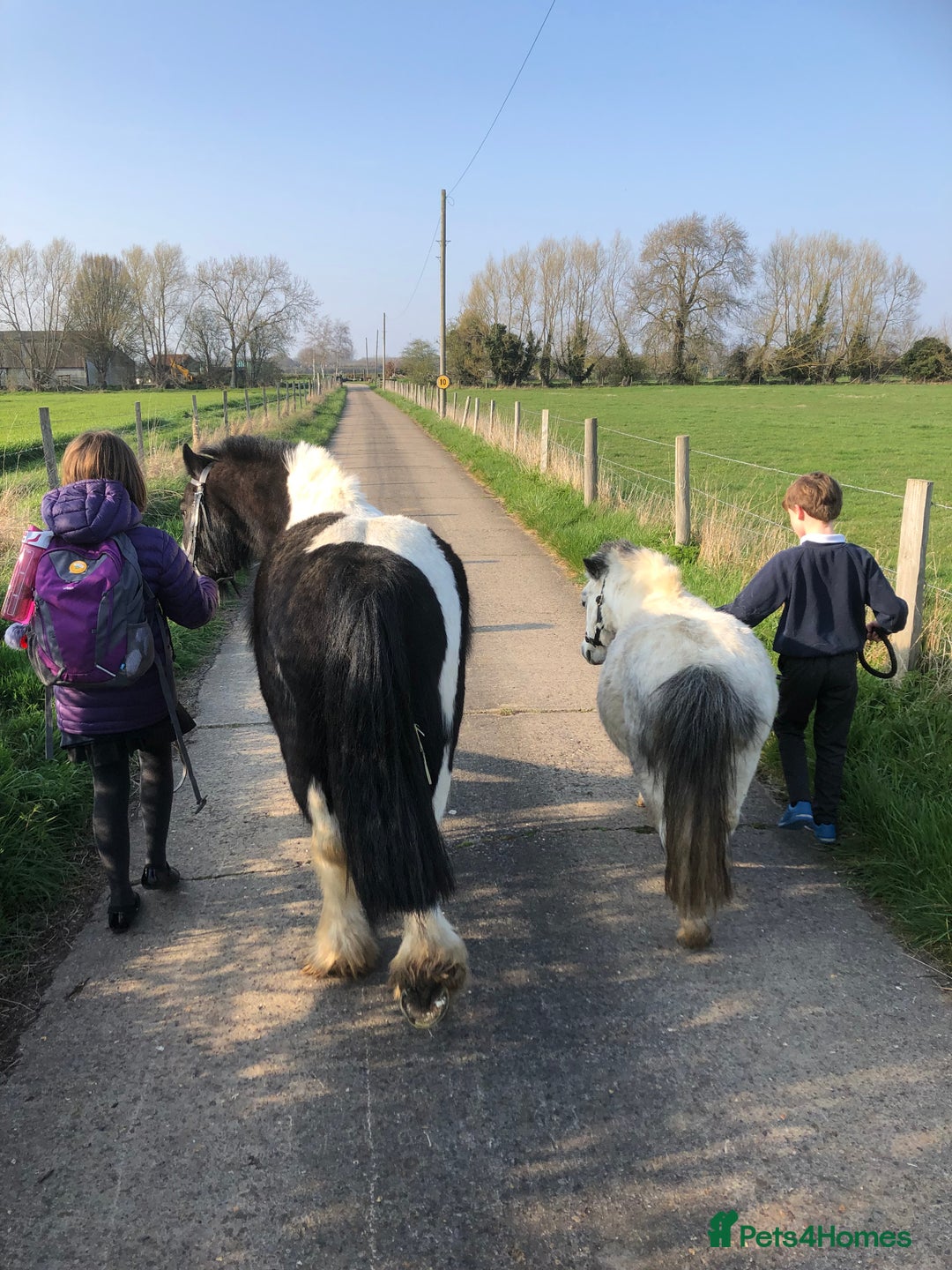 Irish Cob horses for sale: Gorgeous 12.3hh cuddly cob  - Image 2
