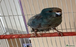 Parakeets birds for sale: Kakariki  - Advert 3