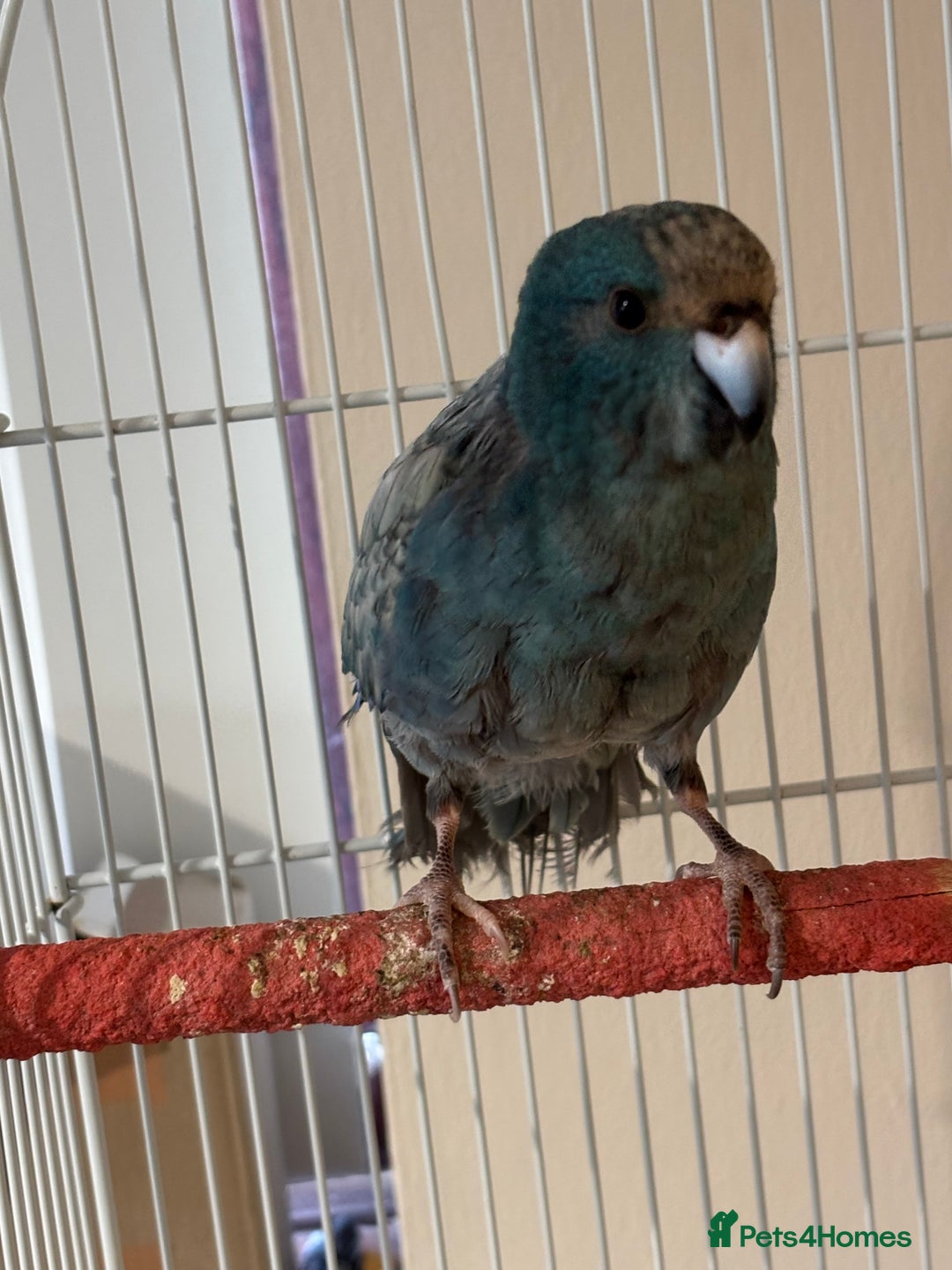 Parakeets birds for sale: Kakariki  - Advert 3