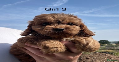Cockapoo dogs - Advert 3