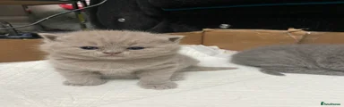 British Shorthair Kitten 1