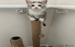 Maine Coon cats for sale: Maine coon x domestic kittens. One girl left - Image 4