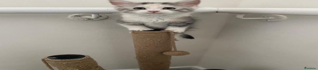 Maine Coon Kitten 3