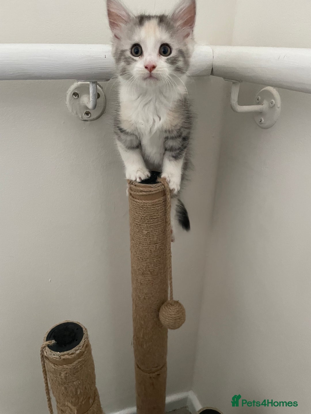 Maine Coon cats for sale: Maine coon x domestic kittens. One girl left - Image 4