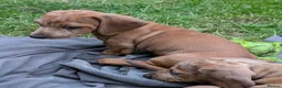 Dachshund dogs for sale: Gorgeous sausage dog puppies  - Advert 27