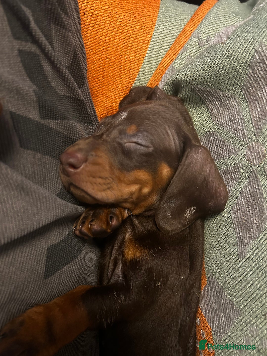 Dachshund dogs for sale: STUNNING KC REG STANDARD DACHSHUNDS  - Advert 2