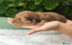 Miniature Dachshund dogs for sale: Cream Miniature Long-Haired Dachshund Puppies - Image 7