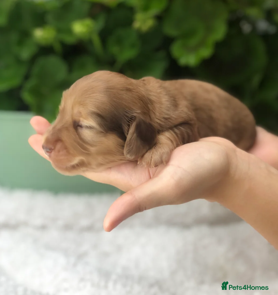 Miniature Dachshund dogs for sale: Cream Miniature Long-Haired Dachshund Puppies - Image 7