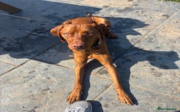 Hungarian Vizsla dogs for sale: Cooper  - Image 4