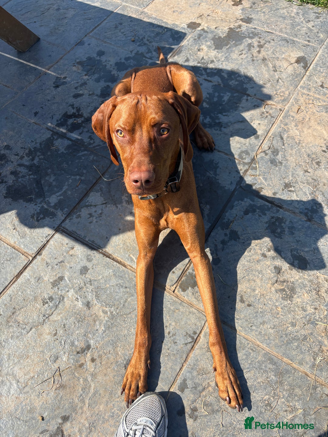 Hungarian Vizsla dogs for sale: Cooper  - Image 4