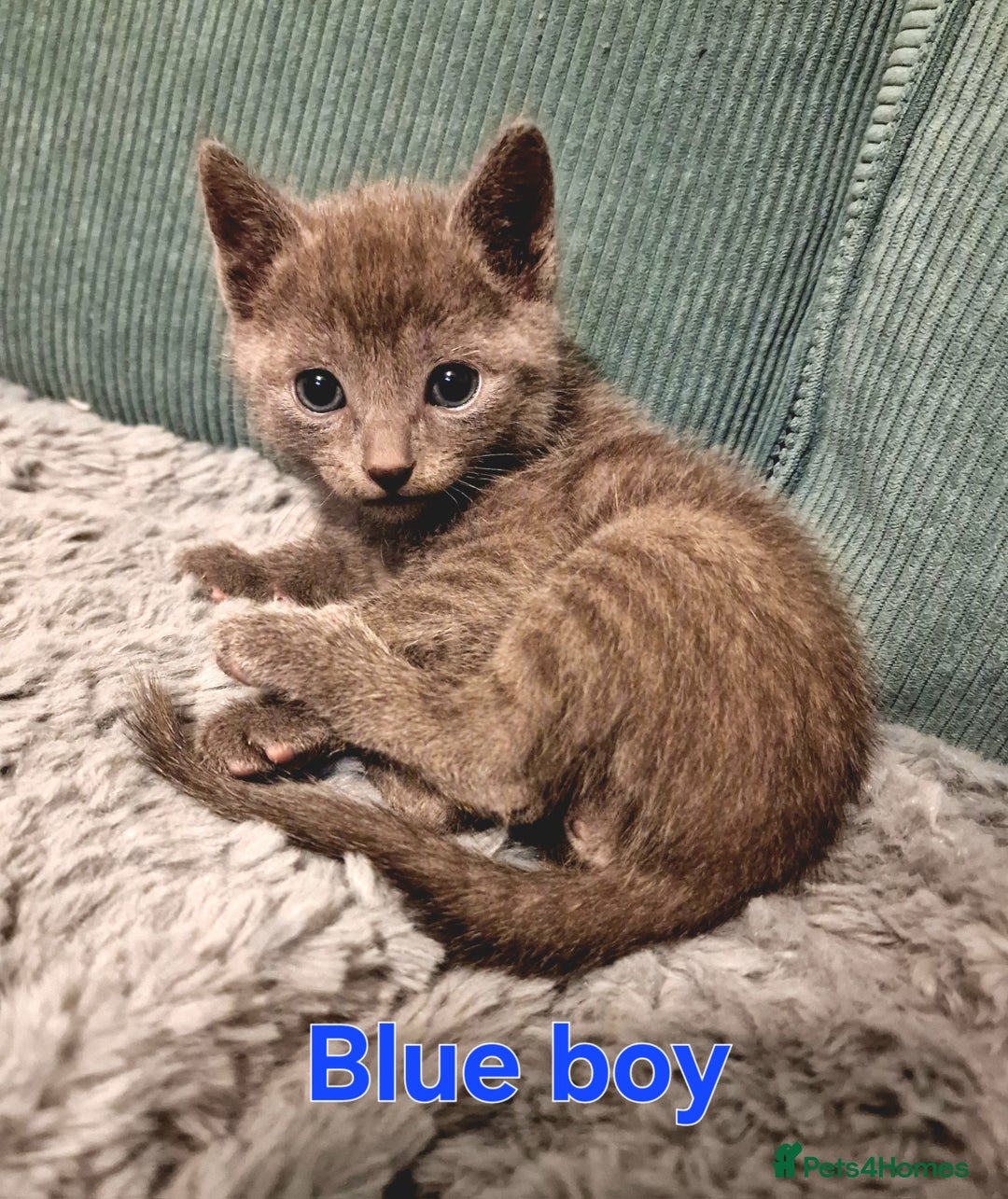 Russian Blue cats for sale: 7 Beautiful Russian Blues kittens 5 Girls 2 Boys. - Advert 3