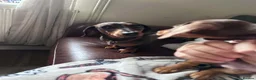 Miniature Dachshund dogs for sale: Dachshund puppies.. miniature  - Advert 9