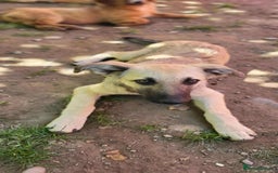 Mixed Breed dogs for adoption: MITZI-loving/ friendly / sociable / affectionate  - Image 7