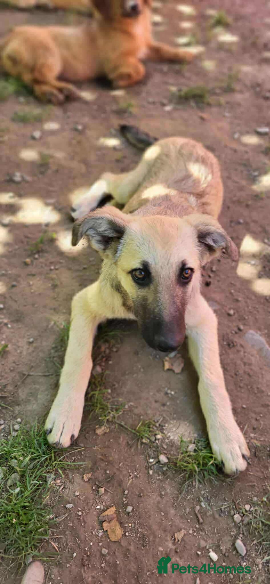 Mixed Breed dogs for adoption: MITZI-loving/ friendly / sociable / affectionate  - Image 7