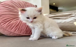Ragdoll cats for sale: 2 fluffy ragdoll girls READY NOW - Image 11