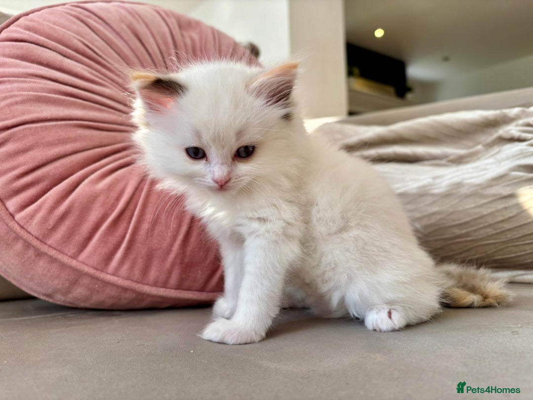 Ragdoll cats for sale: 2 fluffy ragdoll girls READY NOW - Image 11