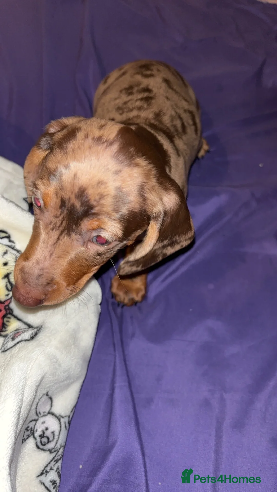 Miniature Dachshund dogs for sale: Beautiful mini dachshund girl  - Advert 6