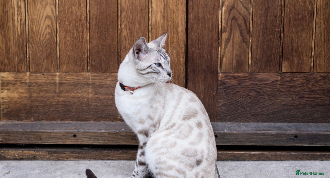 Bengal cats Mixed breed bengal kitten - Advert 1