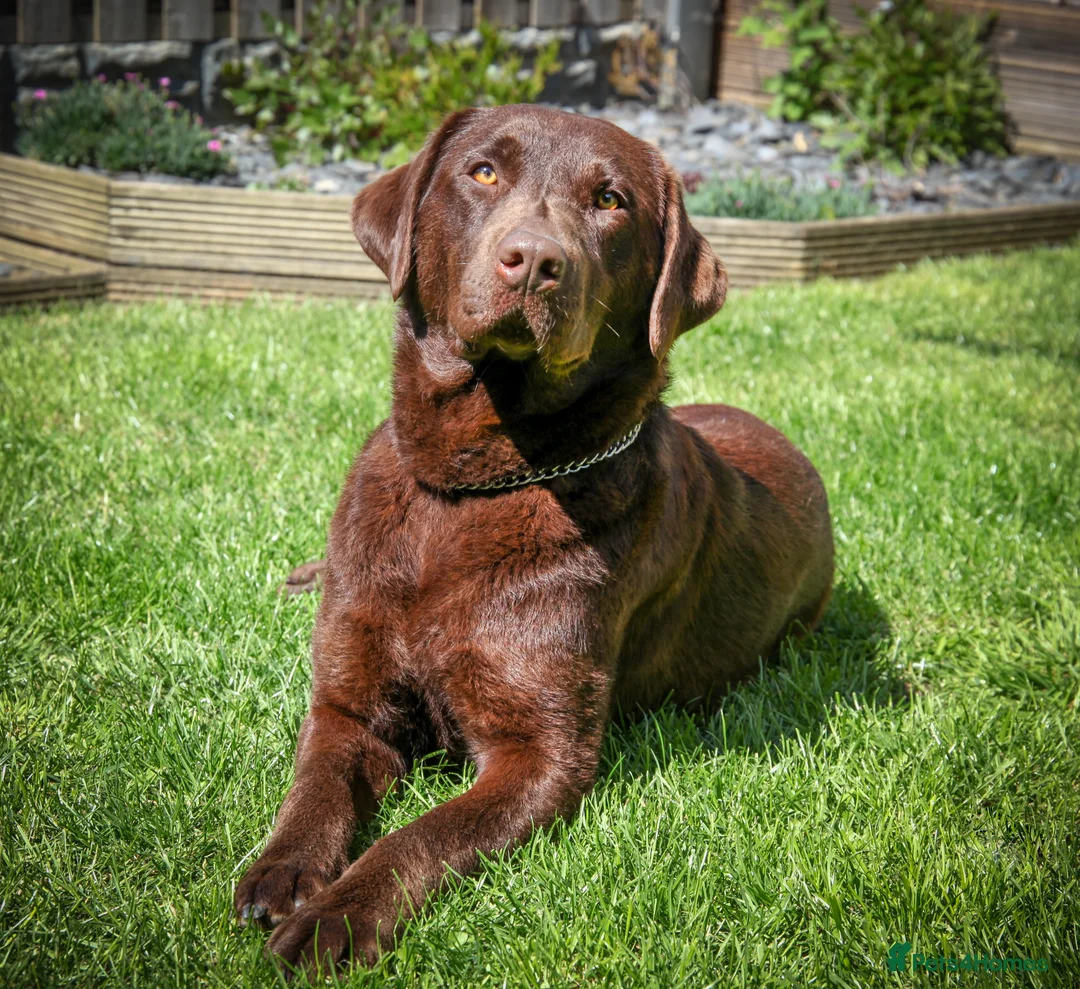 Labrador Retriever dogs for sale: Fully Health Tested/RKC Labrador Pups - Ready May - Advert 2