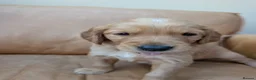 Golden Retriever dogs for sale: golden retriever pups boys - Advert 6