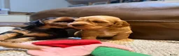 Cockapoo dogs for sale: Stunning Cockapoo F1 puppies in London - Advert 6