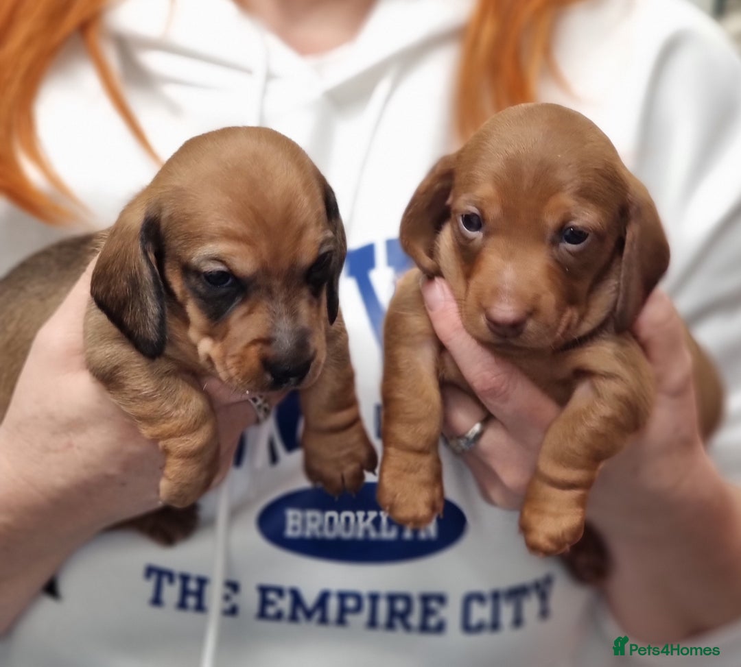 Miniature Dachshund dogs for sale: Beautiful  miniature  dachshund puppies for sale - Advert 5