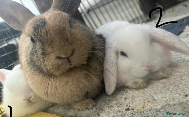 Dwarf Lop rabbits - Advert 5