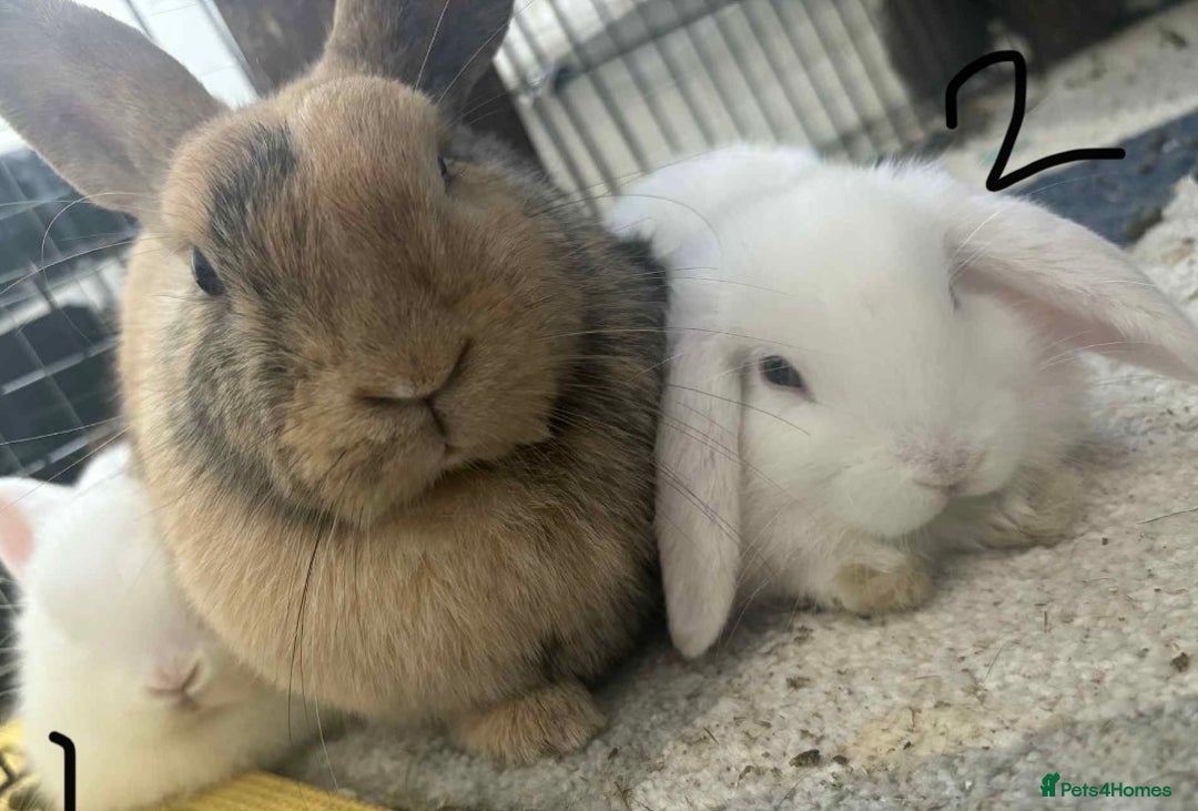 Dwarf Lop rabbits for sale: One Dwarf lop fluffy baby boy left - Image 1