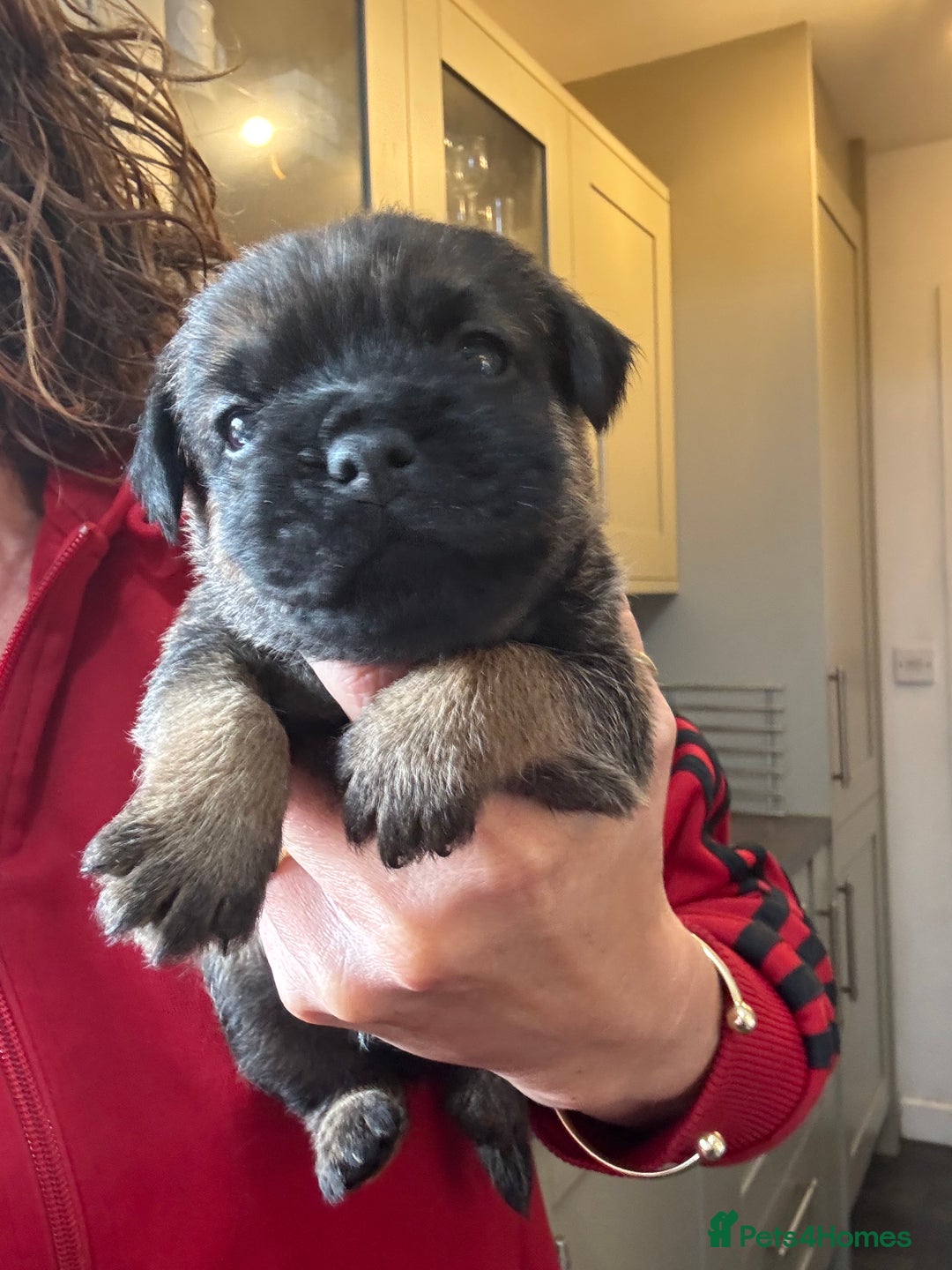 Border Terrier dogs for sale: KC Border Terrier Pups - Image 13