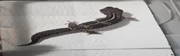 Leopard Gecko reptiles for sale: Black night leopard geckos  - Advert 2