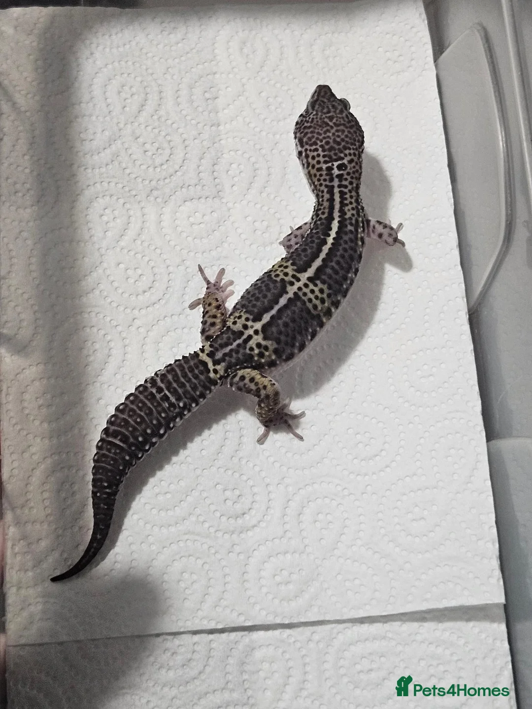 Leopard Gecko reptiles for sale: Black night leopard geckos  - Advert 2