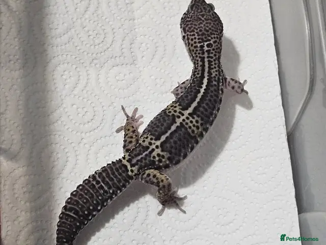 Leopard Gecko reptiles Black night leopard geckos - Advert 2