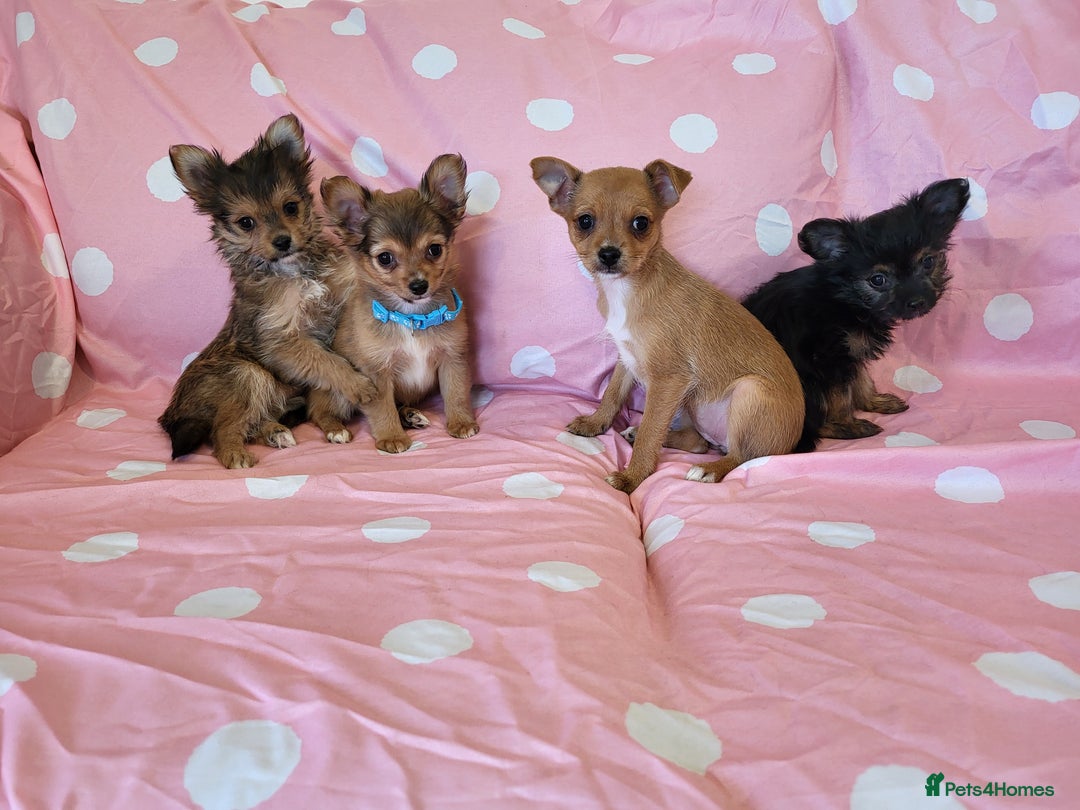 Chorkie dogs for sale: Yorkshire terrier x chihuahua (chorkie) - Image 1