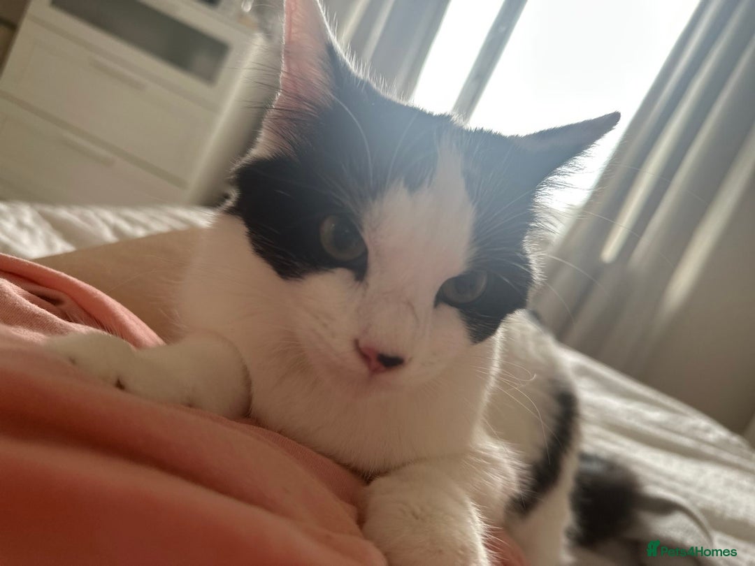 British Longhair cats for sale: British longhair cat - Advert 1