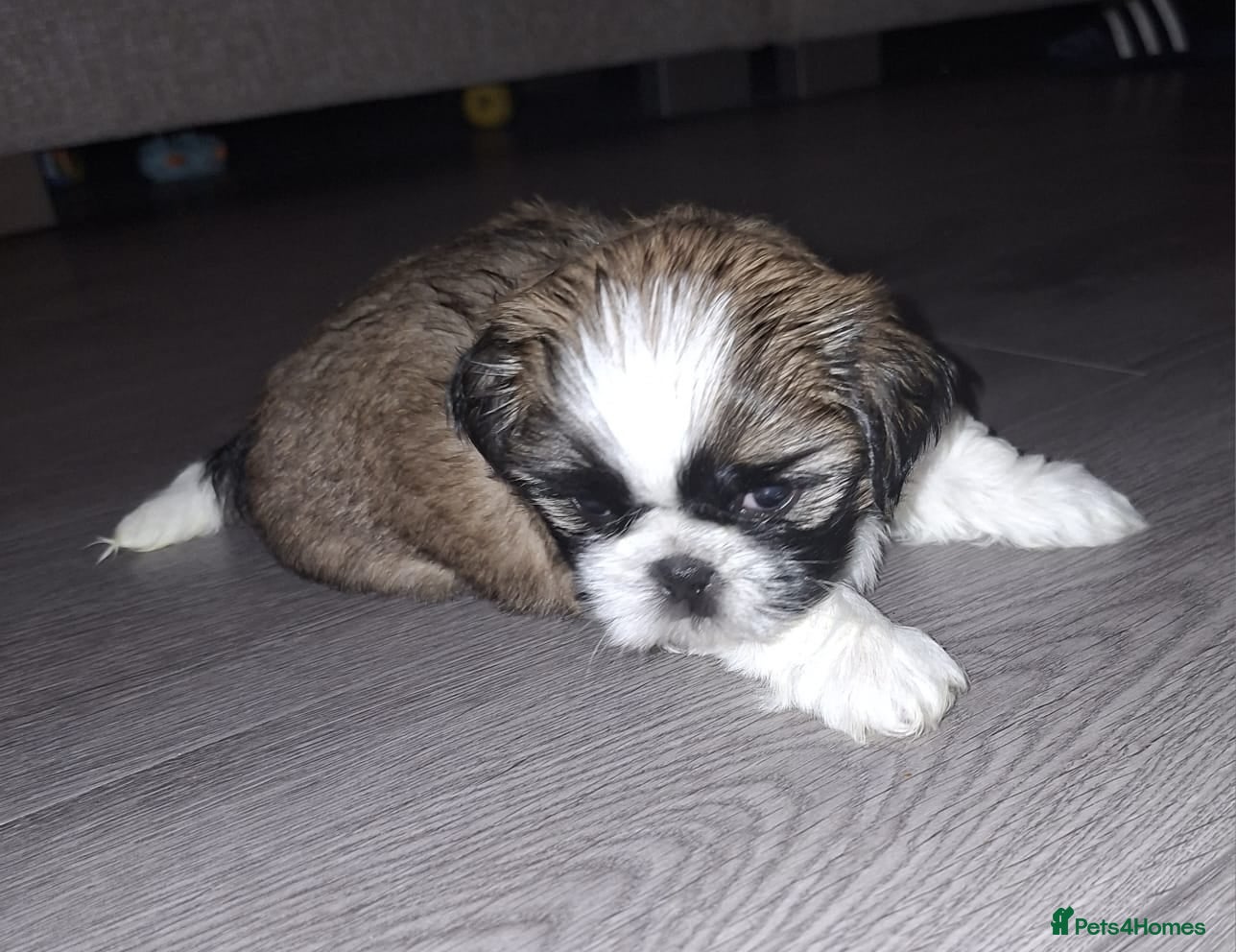 Shih Tzu dogs Beautiful shihtzu puppies  - Advert 2