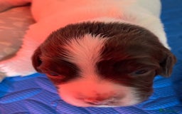 English Springer Spaniel dogs for sale: Beautiful English Springer Spaniel Puppies - Image 5