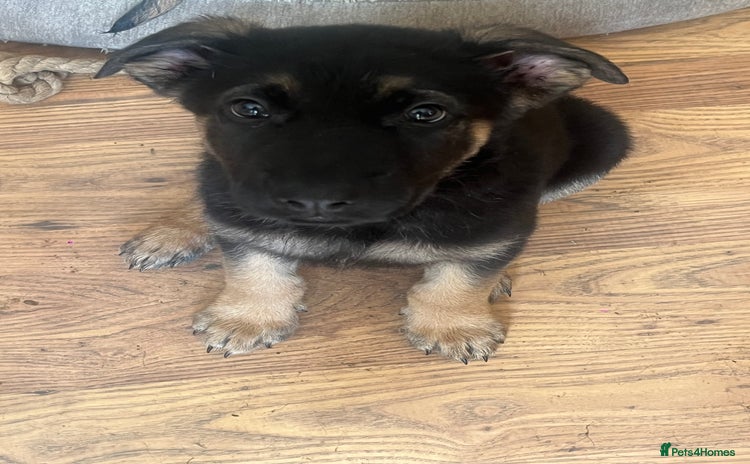 Mixed Breed dogs in Trowbridge - Advert 8