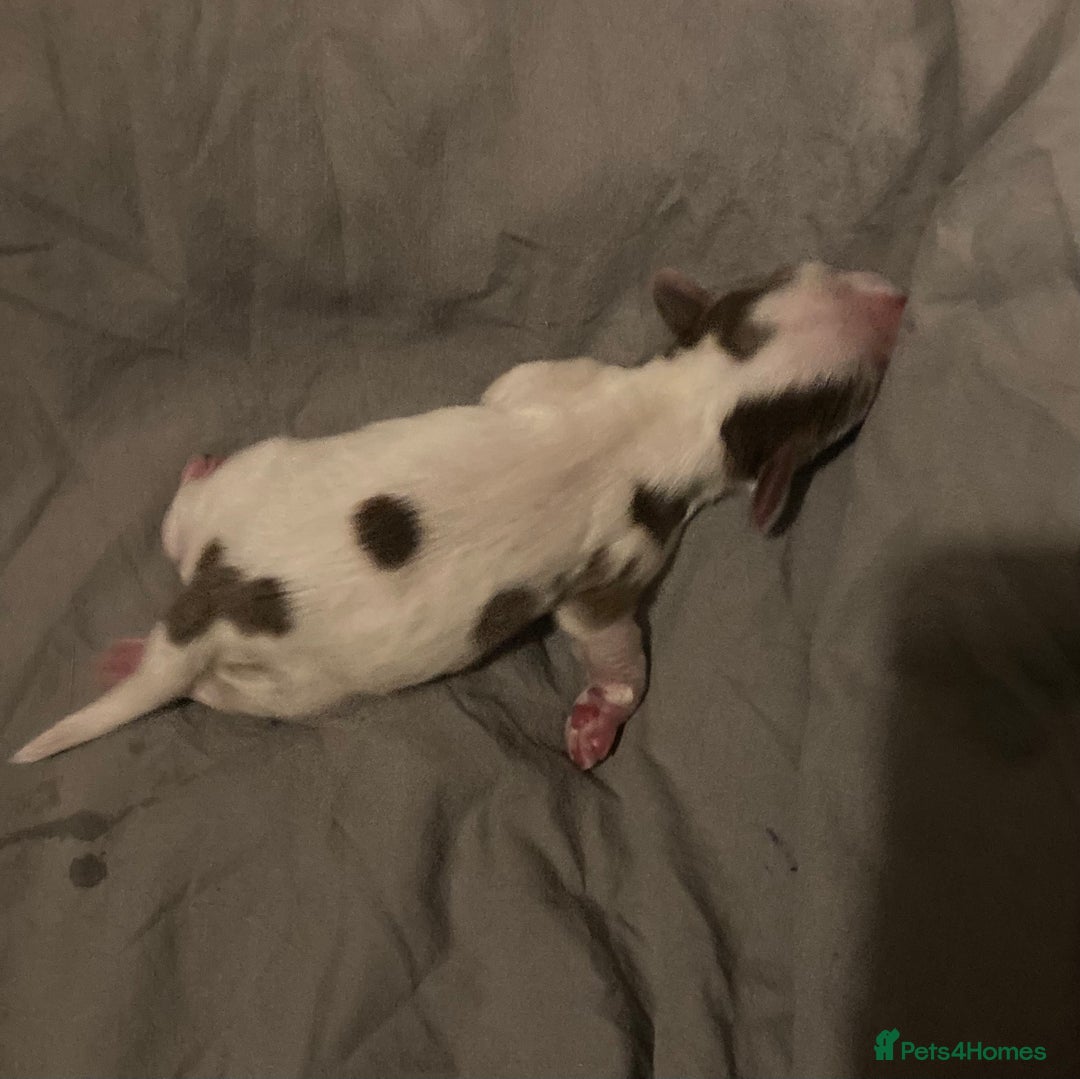 Cocker Spaniel dogs for sale: ‘Show Type’ Cocker Spaniel Puppies. KC Registered. - Image 28