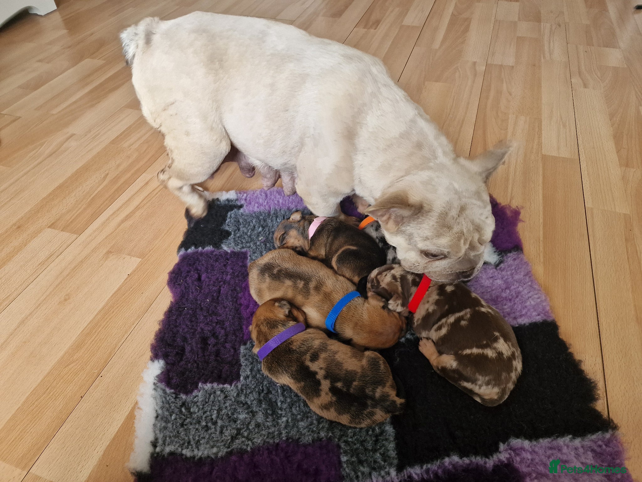 Mixed Breed dogs for sale: French Bulldog x Miniature Dachshund Puppies - Advert 2