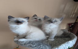 Ragdoll cats for sale: Surprisingly cute,smart Ragdoll. - Image 15