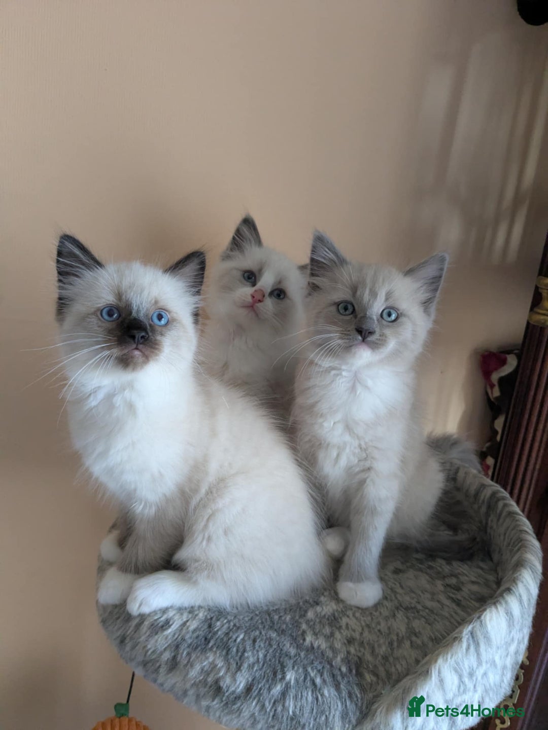 Ragdoll cats for sale: Surprisingly cute,smart Ragdoll. - Image 15