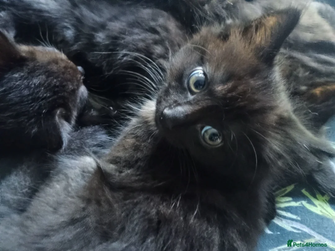 Mixed Breed cats for sale: ❤️Beautiful ashy coloured kittens for sale❤️ in Craven Arms - Advert 1