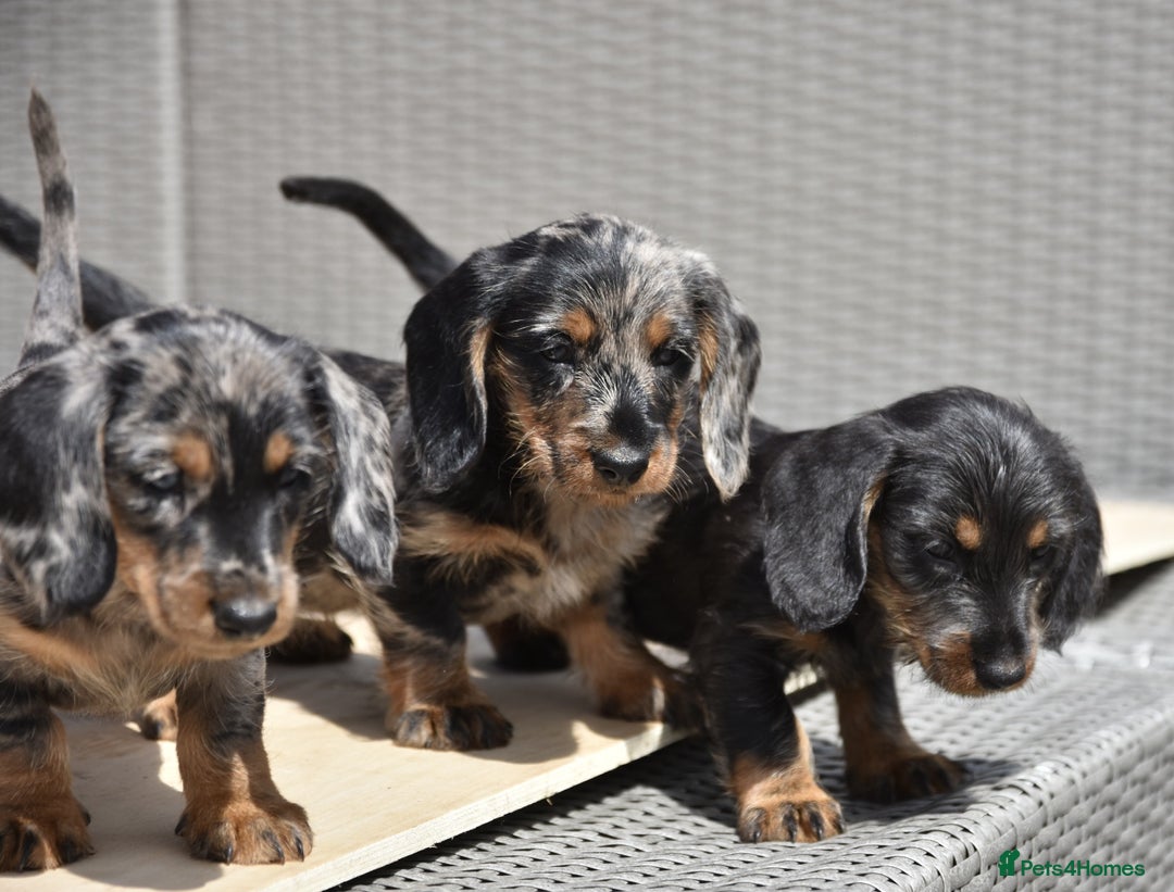 Dachshund dogs for sale: Wire-haired dachshund pups - Image 8