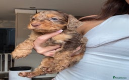 Cockapoo dogs for sale: Merle, Tri& Chocolate f2 Cockapoos (8boys 3girls!) - Image 3