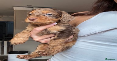Cockapoo dogs - Advert 5