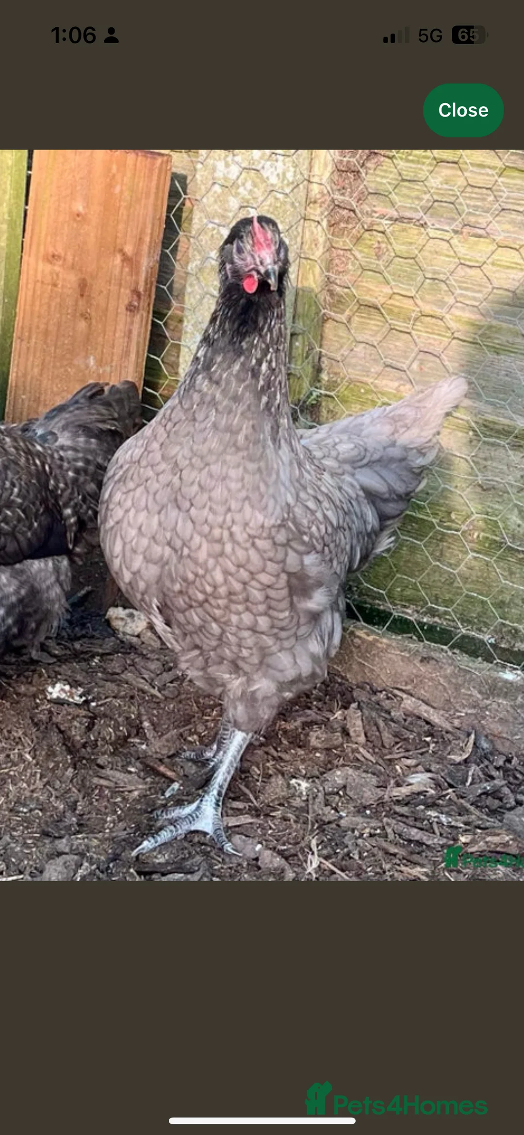 Chickens poultry for sale: Guaranteed female point of lay hybrids  - Advert 2