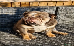 English Bulldog dogs for sale: ENGLISH BULLDOG FEMALE LILAC TRI - Image 2
